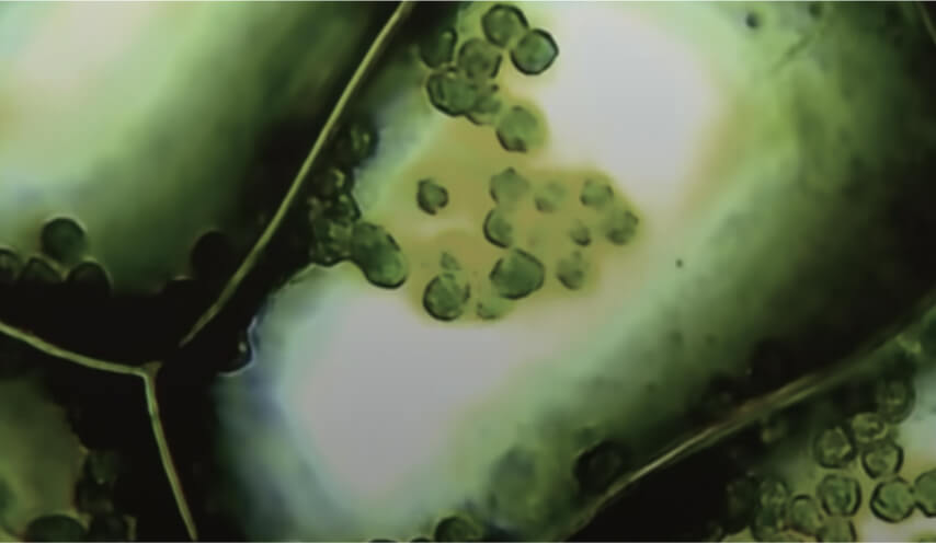 Close-up of green plant cells under a microscope showing detailed cell walls and structures